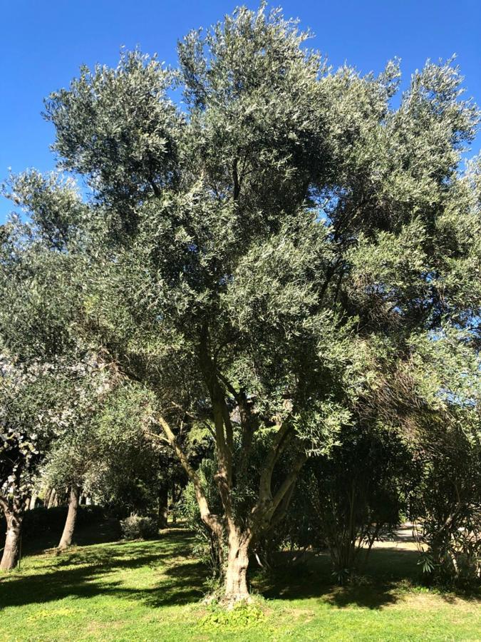 Le Nid Des Corbieres Bed & Breakfast Bizanet Bagian luar foto